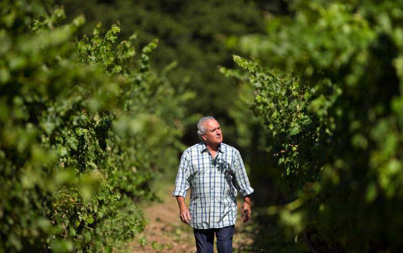 Bruce Cohn debuts new wine label, 3 years after loss of namesake winery